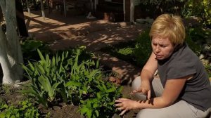 Как добиться крупных соцветий у метельчатой гортензии? / Садовый гид