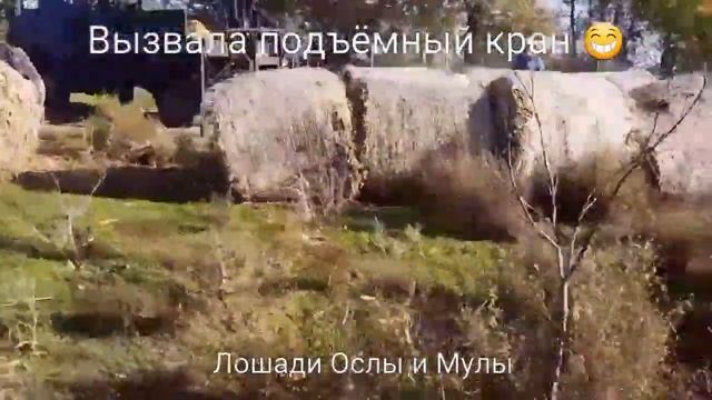 КУКУРУЗНОЕ СЕНО ДЛЯ ЛОШАДЕЙ к новому году поляна накрыта ? смотреть онлайн