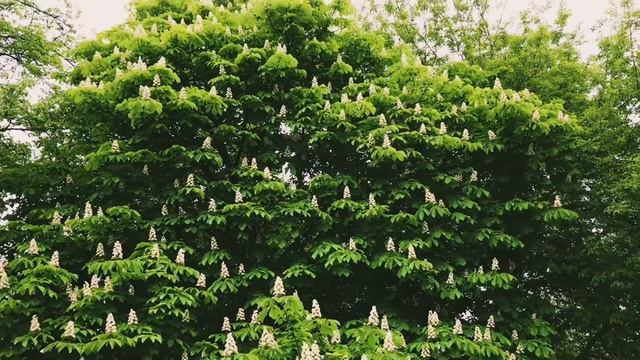 ПРИРОДА РОССИИ ВЕСНА-ЛЕТО 2020 НАСЛАЖДЕНИЕ И РАССЛАБЛЕНИЕ смотреть онлайн