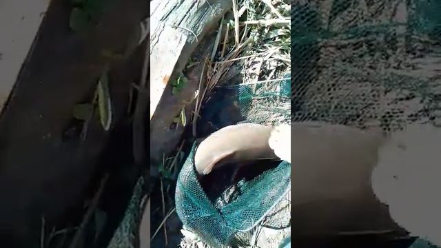 Ловля АМУРА на удилище смотреть онлайн