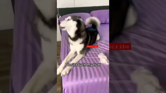 Haircut PRANK On Lucky Goes Wrong ------ _husky _shorts _dogshorts _YTNK