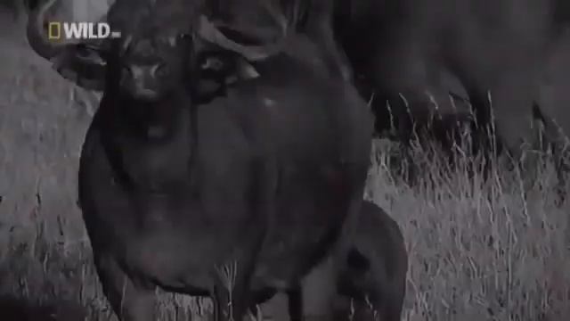 Жестокая охота львов на буйволов ?Царь зверей Сила прыжка Саванна Африканский лев смотреть онлайн