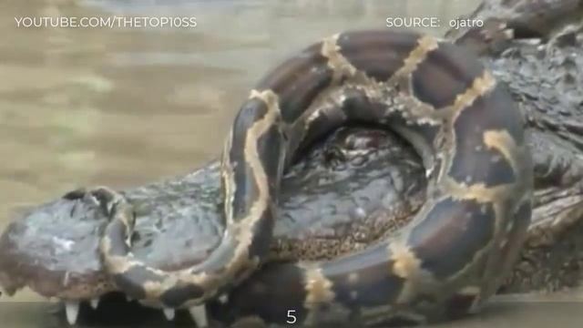 TOP 8 Python, Anaconda VS Caiman, Alligator Moments смотреть онлайн