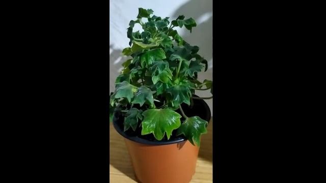 Что положить на дно горшка ? Дренажный слой .О дренаже для комнатных растений. Мой опыт и советы. смотреть онлайн