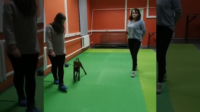 Дрессировка, подготовка к ОКД смотреть онлайн