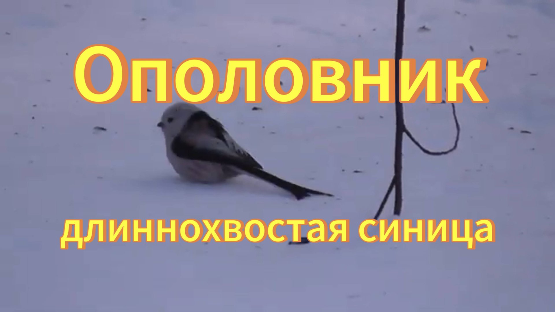 Ополовник. Длиннохвостая синица. Птицы Новосибирска. Дендропарк. смотреть онлайн