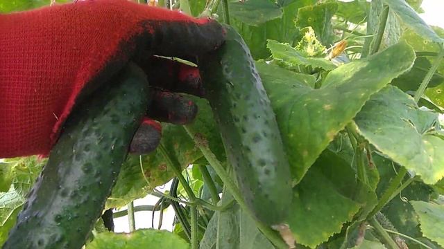 Огірок Ягуар в осінній період продовжуємо збирання