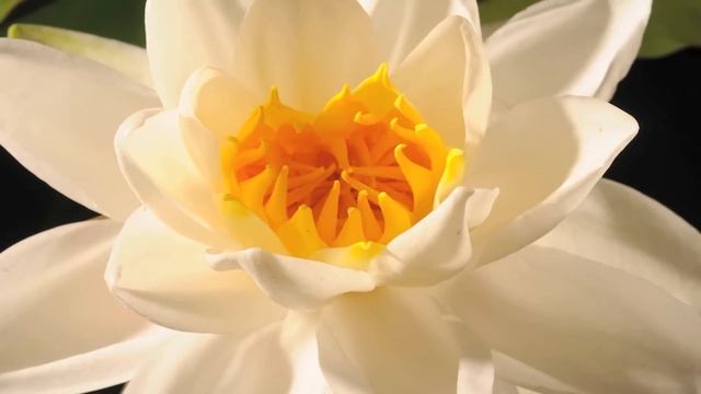 Nymphaea alba flower opening time lapse смотреть онлайн