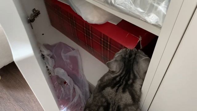 Наше утро с кошкой Мией. Опять на улице идет снег ❄️ смотреть онлайн