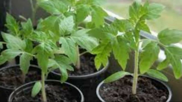 Бесплатная подкормка для Томатов. Жаль что раньше не знал . смотреть онлайн