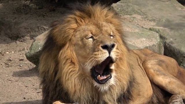 Лев в зоопарке смотреть онлайн
