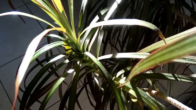 VID 20220623 184931 Можно и не быть поэтом...(А. Вознесенский)...Павел Васильев Лахтинский смотреть онлайн