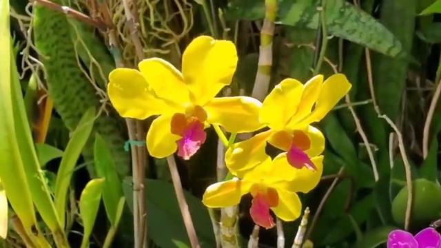 БАБУШКА ВАРИЛА САХАР С МОЛОКОМ И ГРЕЦКИМ ОРЕХОМ Азербайджанская Кухня Деревенская Кухня Рецепты смотреть онлайн