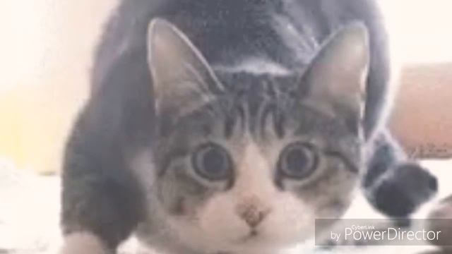 Мемасики в середине видео смотреть онлайн