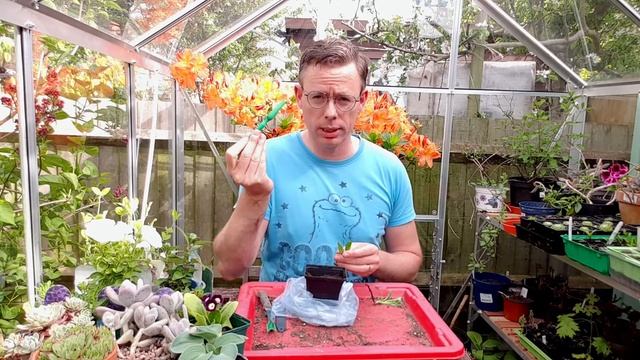 Dahlia cuttings - propagating dahlias смотреть онлайн