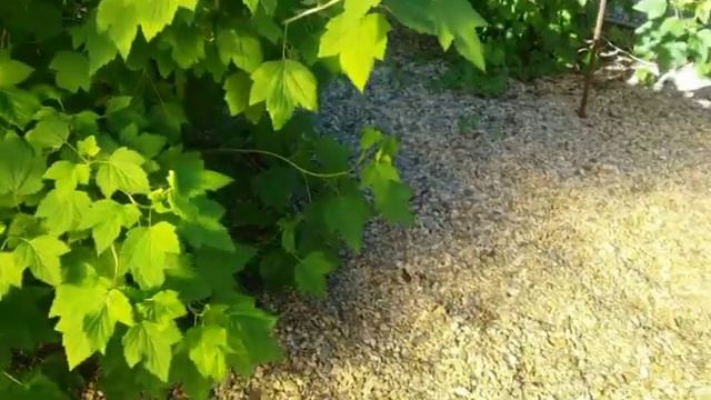 СМОРОДИНА УРОЖАЙ 2018 смотреть онлайн