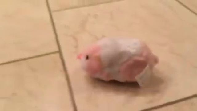 Zhu Zhu Pets | Jilly смотреть онлайн