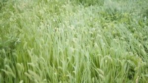 Псалом 50 Помилуй меня Боже. Покаянный. Молитва на ночь. Psalm 50