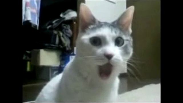 Прикол с кате смотреть онлайн