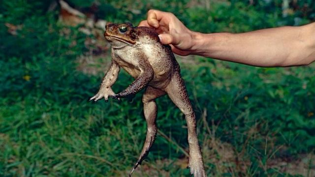 'Monster cane toad' dubbed 'Toadzilla' found in Australia смотреть онлайн
