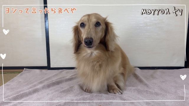 ?詰め合わせ、NO7❗️ヨシって言ったら食べや❗️ミニチュアダックスマロン君の詰め合わせNO7になります смотреть онлайн