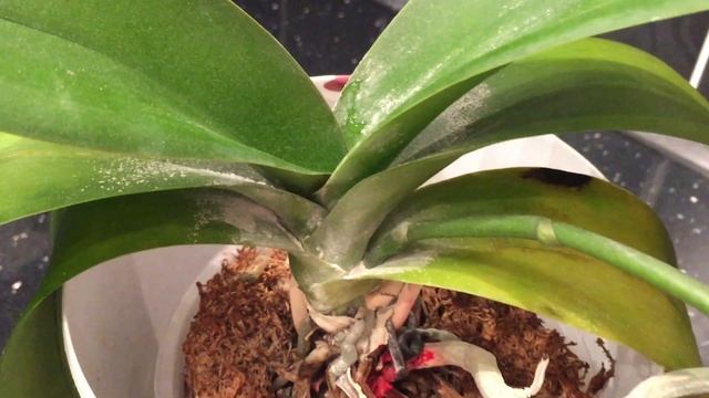 Гниёт шея у орхидеи ... что делать? смотреть онлайн
