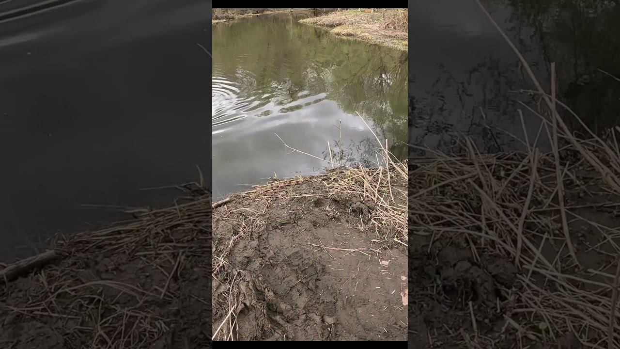 Лещ пошел. смотреть онлайн