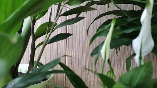 Два сорта спатифиллума Шопен и Штраус у меня дома смотреть онлайн