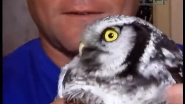 НАШЛИ СОВЁНКА смотреть онлайн