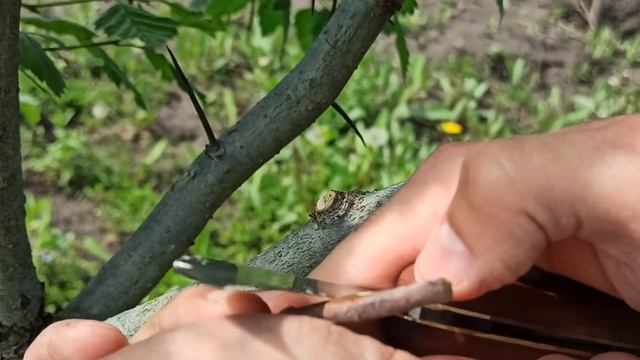 прививка яблони на боярышник // Grafting Apple trees on Hawthorn смотреть онлайн