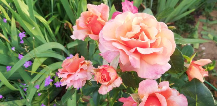 С ТАТЬЯНИНЫМ ДНЕМ! смотреть онлайн