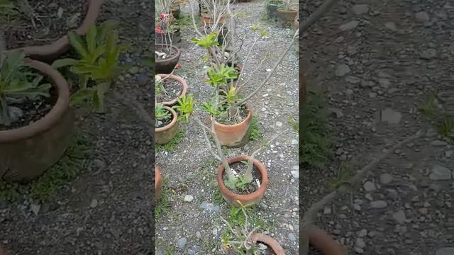 Adenium смотреть онлайн