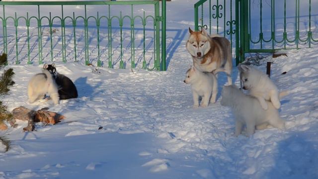 Хаски.На видео 45 дней смотреть онлайн