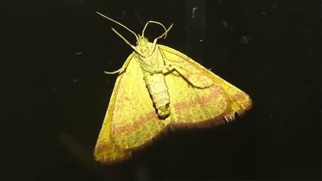 ИНСЕКТАРИЙ: 74. Пяденица Пурпурная (Lythria purpuraria) смотреть онлайн