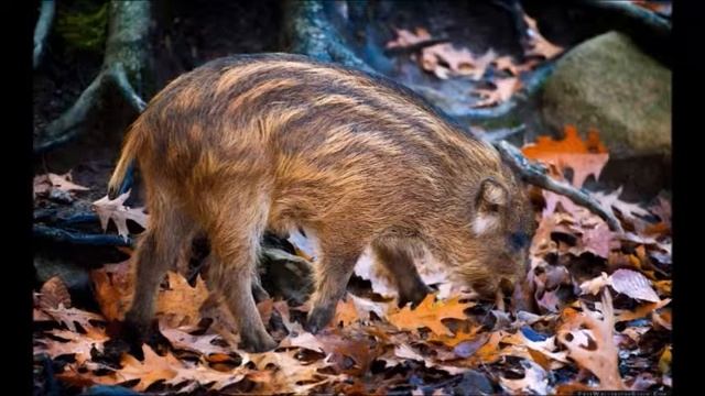 Дикий кабан смотреть онлайн