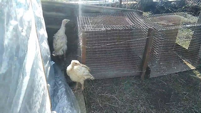 каких птиц мы звели в своем хозяйстве первыми смотреть онлайн