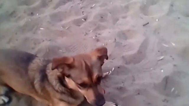 Собака Кнопа ловит мячик 2 часть смотреть онлайн