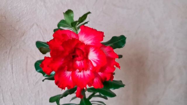 #shorts #Адениум_сеянец. #AdeniumFlowers смотреть онлайн