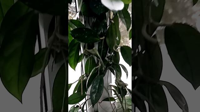 Калерия Жардин де монет и фиалки. смотреть онлайн