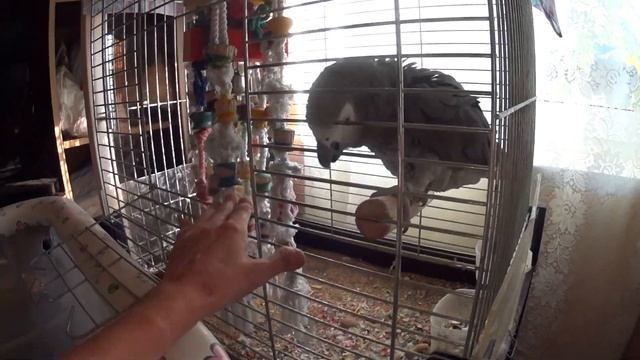 Померанский шпиц (щенки шпица)