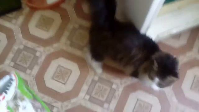 Жизнь моего кота Васи. Сломался голос 29 смотреть онлайн