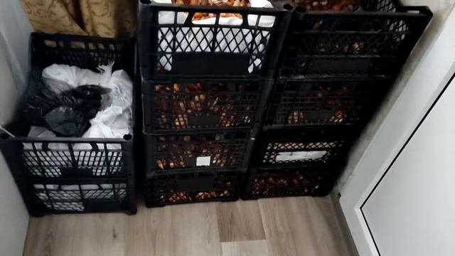 Как хранить луковицы тюльпана летом смотреть онлайн