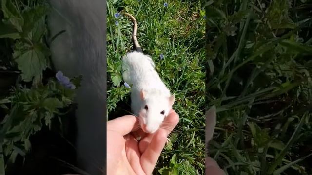 Домашняя крыса, впервые на природе. смотреть онлайн