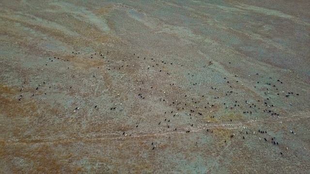South Kazakhstan steppes aerial drone footage смотреть онлайн