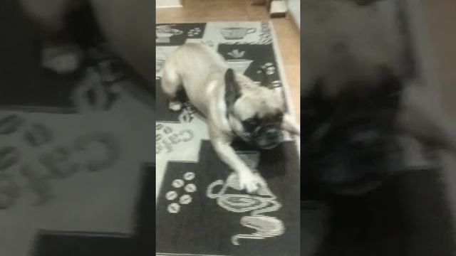 Моя собака 🐕 Джози смотреть онлайн