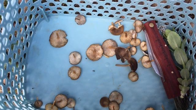 Стробилюрус съедобный, мицена шишколюбивая и бодяк огородный. Отличная закуска из стробилюруса) смотреть онлайн