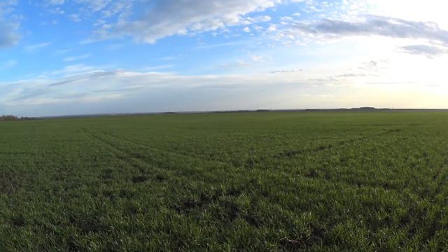 Небольшой обзор пшеницы. Озимая пшеница 24.04.20. смотреть онлайн