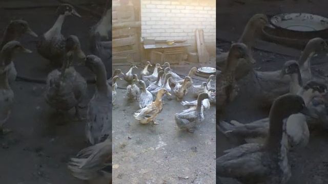 Утки. Голубой Фаворит. 2.5 месяца. смотреть онлайн