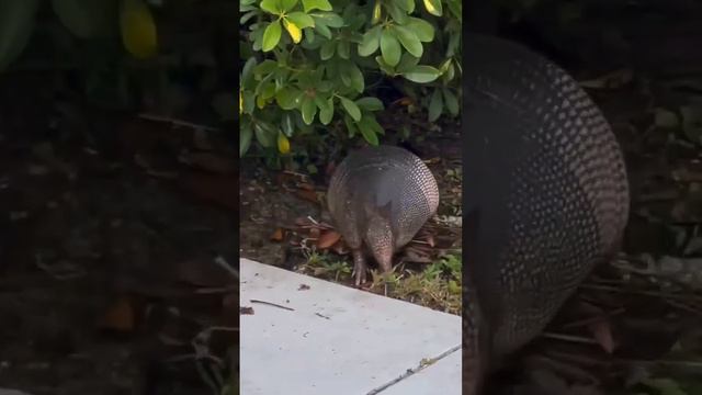 Так броненосец собирает опавшие листья, которые затем использует для строительства своего гнезда. смотреть онлайн