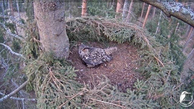 četras Bubo vizītes šovakar. 2019.04.05 смотреть онлайн